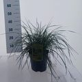 Deschampsia cespitosa 'Tardiflora'