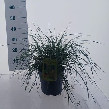 Deschampsia cespitosa 'Tardiflora'