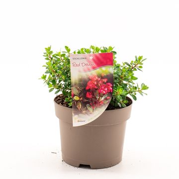 Escallonia 'Red Dream'