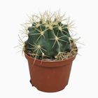 Ferocactus glaucescens