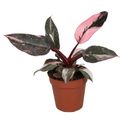 Philodendron 'Pink Princess Marble'