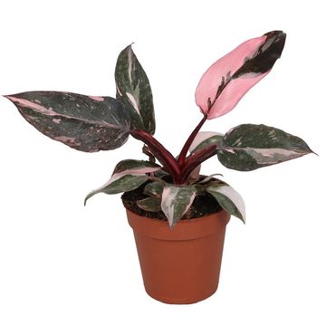 Philodendron 'Pink Princess Marble'