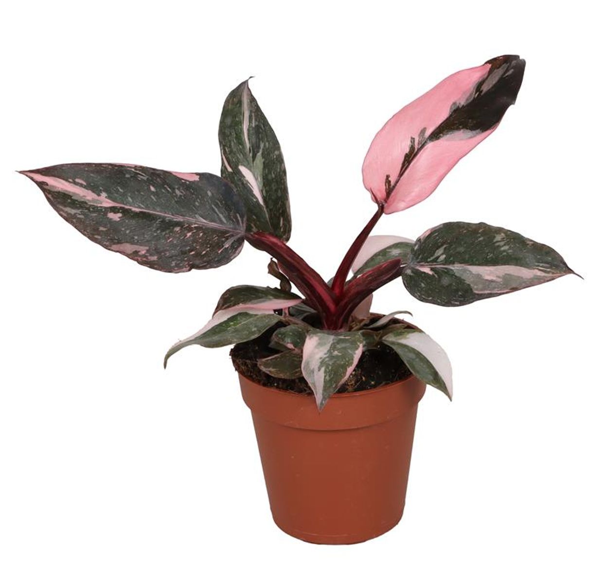 Philodendron 'Pink Princess Marble' — Plant Wholesale FlorAccess