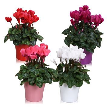 Cyclamen persicum SUPER SERIE S ALLURE MIX