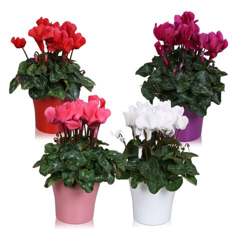 Cyclamen persicum SUPER SERIE S ALLURE MIX