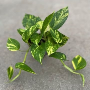 Epipremnum pinnatum 'Aureum'