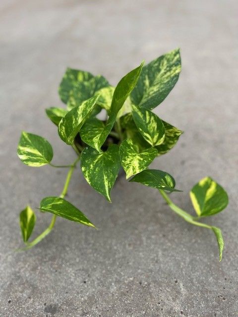 Epipremnum pinnatum 'Aureum'