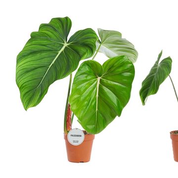 Philodendron MIX