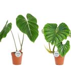 Philodendron MIX