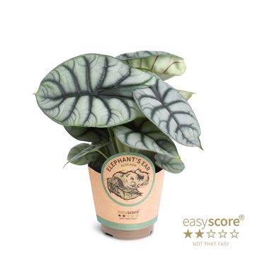 Alocasia 'Silver Dragon'