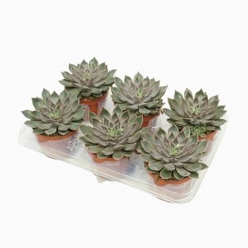 Echeveria 'Mensa'