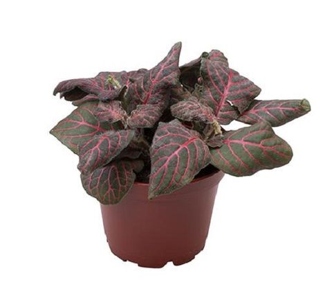 Fittonia verschaffeltii