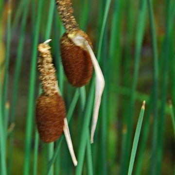 Typha minima