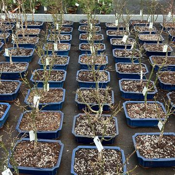 Acer palmatum 'Wilson's Pink Dwarf'