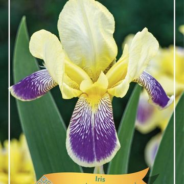 Iris 'Nibelungen'