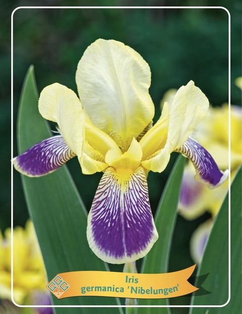 Iris 'Nibelungen'