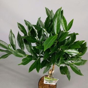 Prunus laurocerasus 'Otto Luyken'