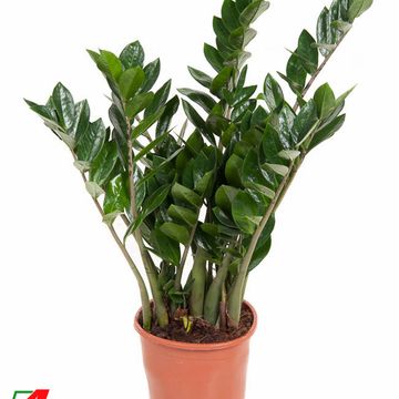 Zamioculcas zamiifolia