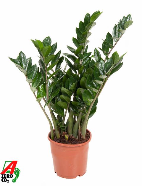 Zamioculcas zamiifolia