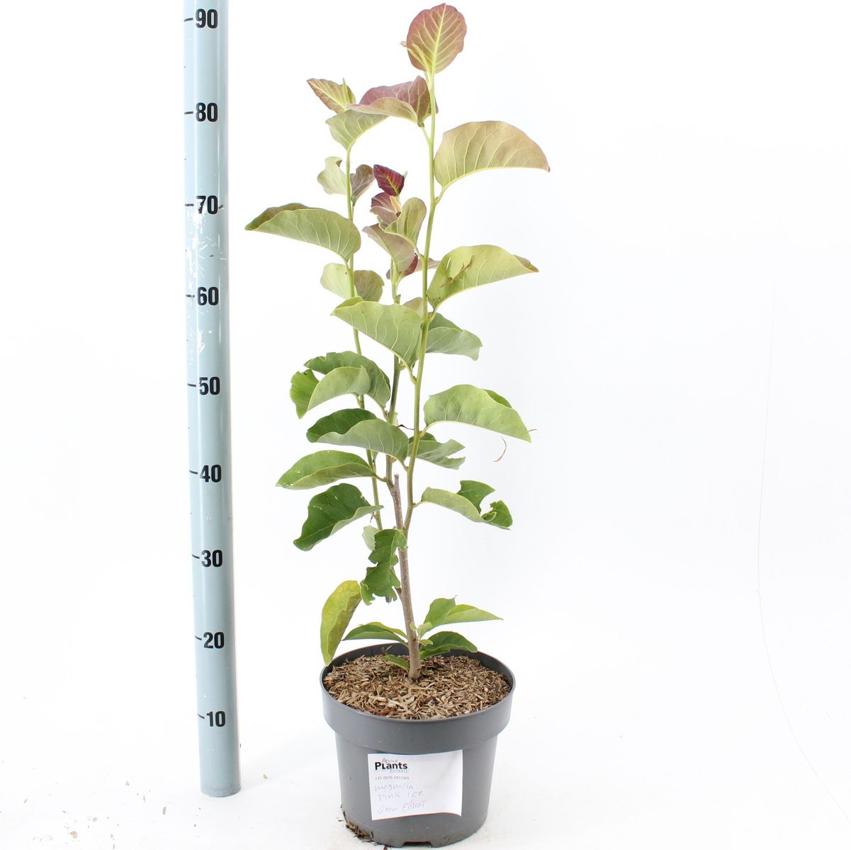 Magnolia 'Pink Ice' — Hurtownia roślin FlorAccess