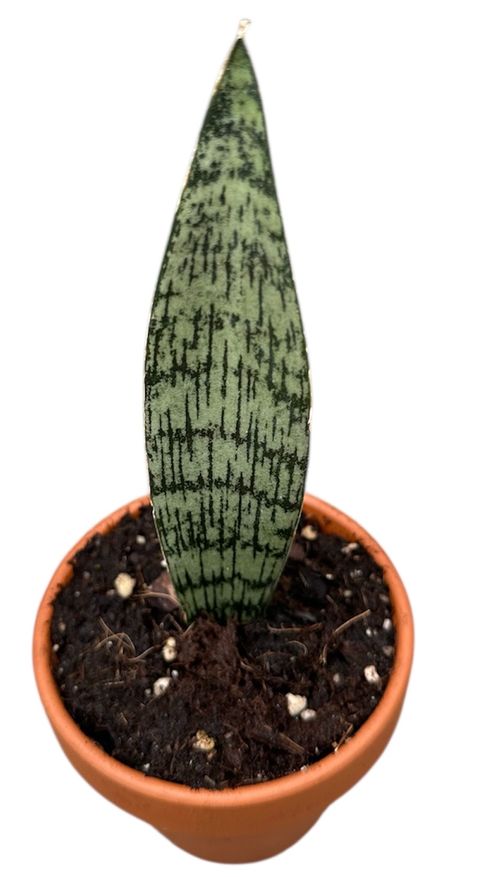 Sansevieria 'Everest'