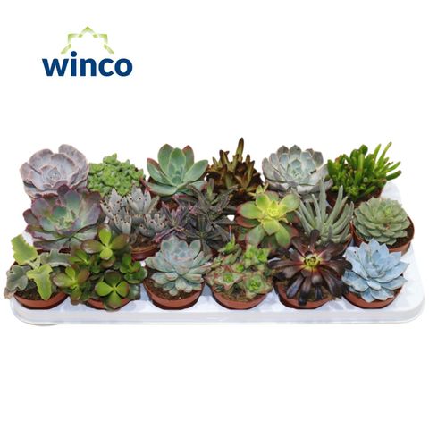 Succulente MIX