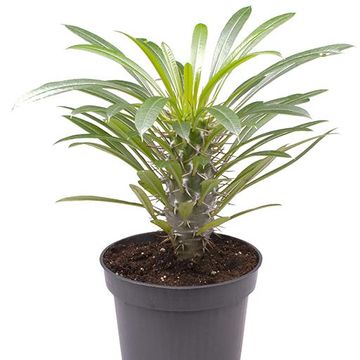 Pachypodium lamerei