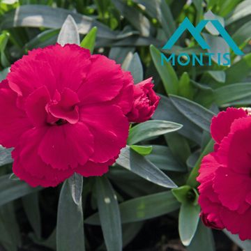 Диантус OSCAR CHERRY