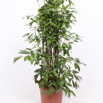 Dracaena surculosa