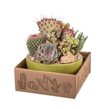 Arranjo Cactus / Succulent