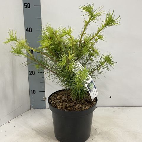 Larix kaempferi 'Magic Gold'