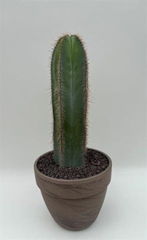 Isolatocereus dumortieri