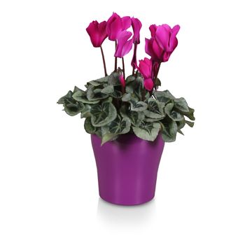 Cyclamen persicum SUPER SERIE REMBRANDT MIX