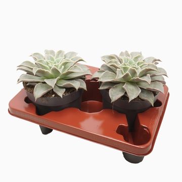 Echeveria 'Maradiba'