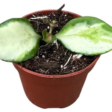 Hoya heuschkeliana 'Variegata'