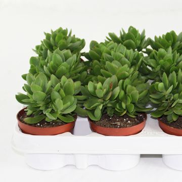 Crassula 'Moneymaker'