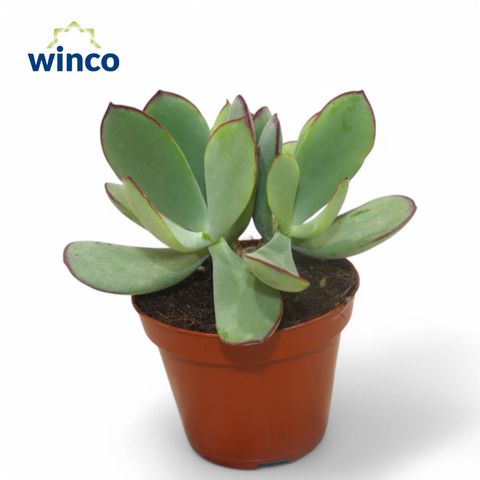 Cotyledon 'Mint Truffles'