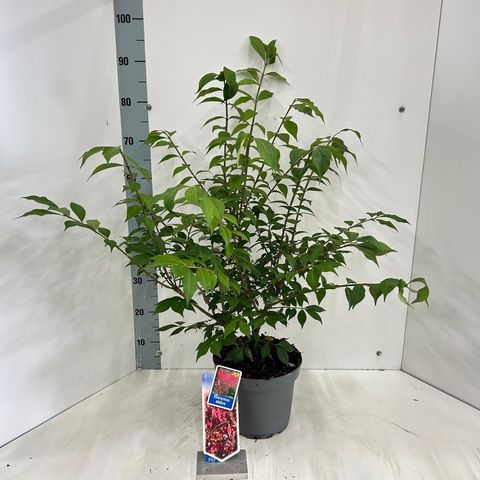 Euonymus alatus