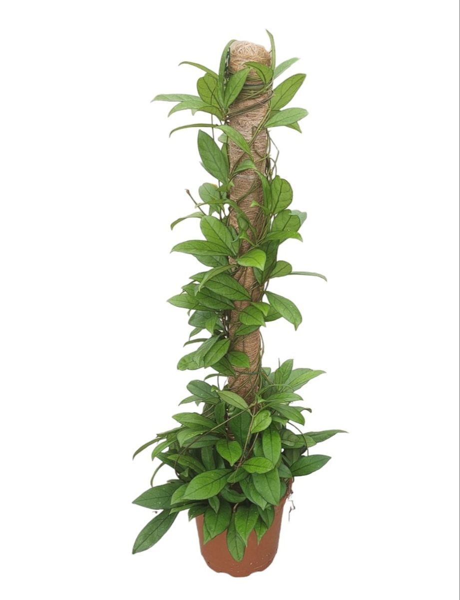 Hoya 'Crassipetiolata' — Plant Wholesale FlorAccess