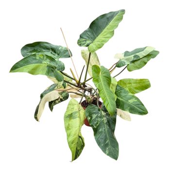 Filodendro 'Jose Buono'