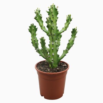 Euphorbia mauritanica