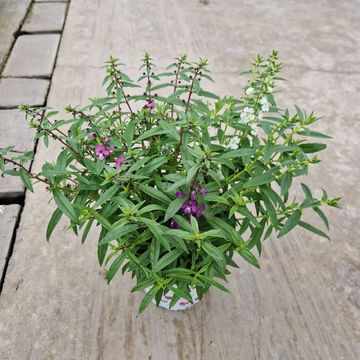 Angelonia angustifolia MIX IN POT