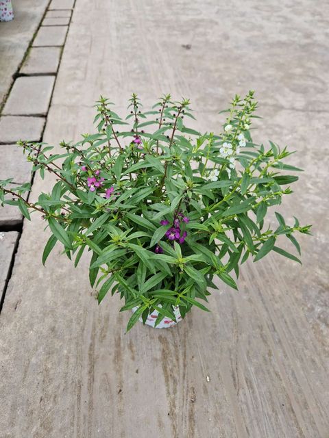 Angelonia angustifolia MIX IN POT