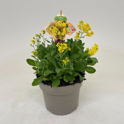 Aurinia saxatilis 'Summit'