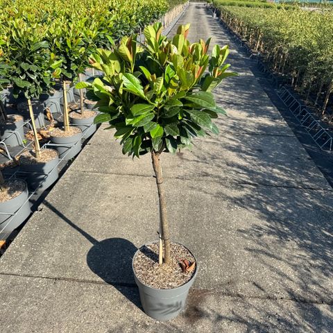 Prunus laurocerasus BONAPARTE