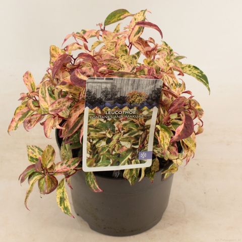 Leucothoe fontanesiana 'Makijaz'