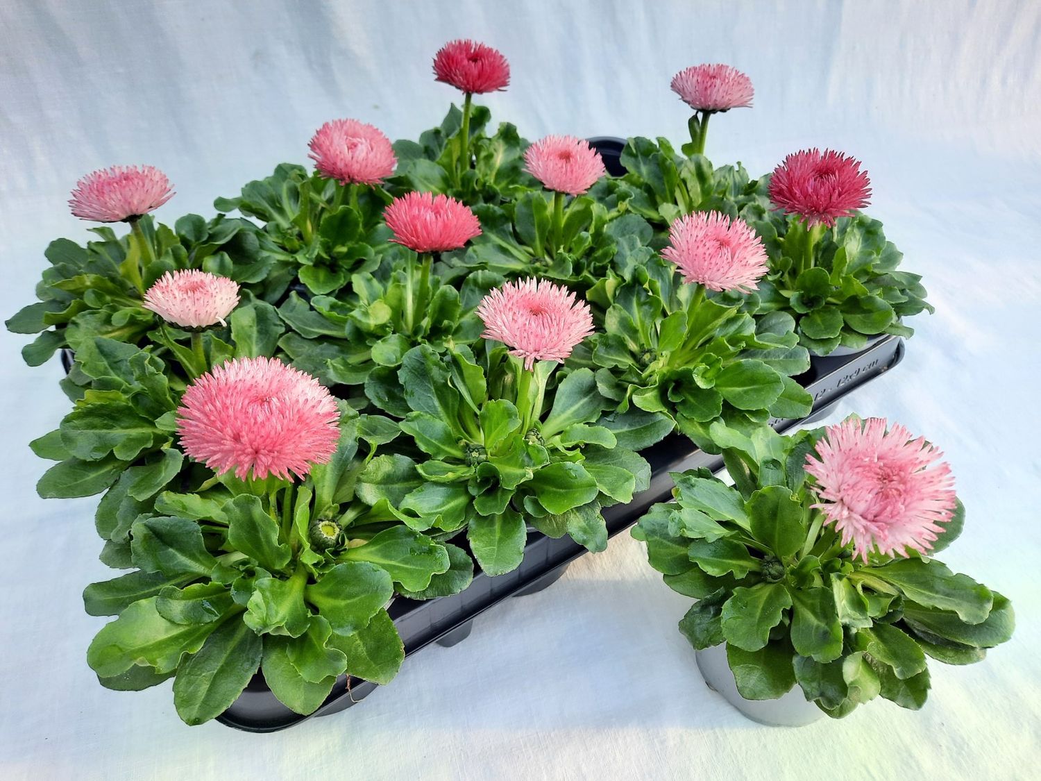 bellis-perennis-bam-bam-rose-plant-wholesale-floraccess
