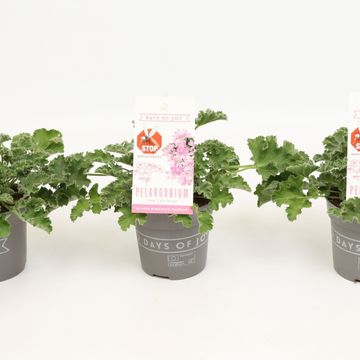 Pelargonium capitatum