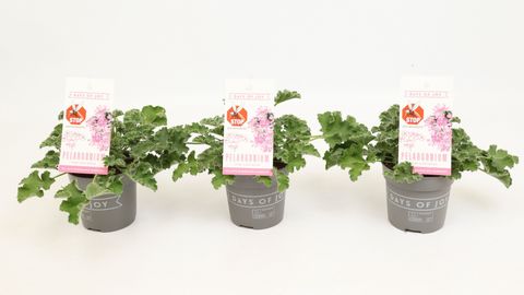 Pelargonium capitatum