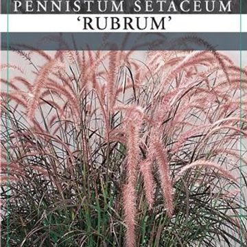 Pennisetum advena 'Rubrum'